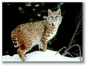 bobcat.jpg (8420 bytes)